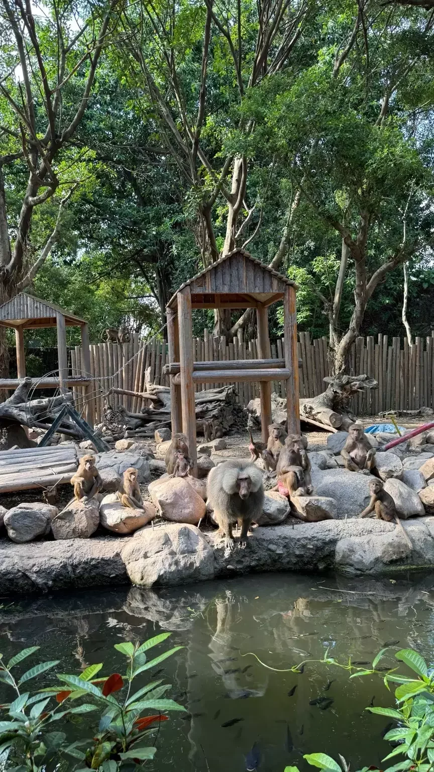 Baboon enclosure at Guangzhou Zoo