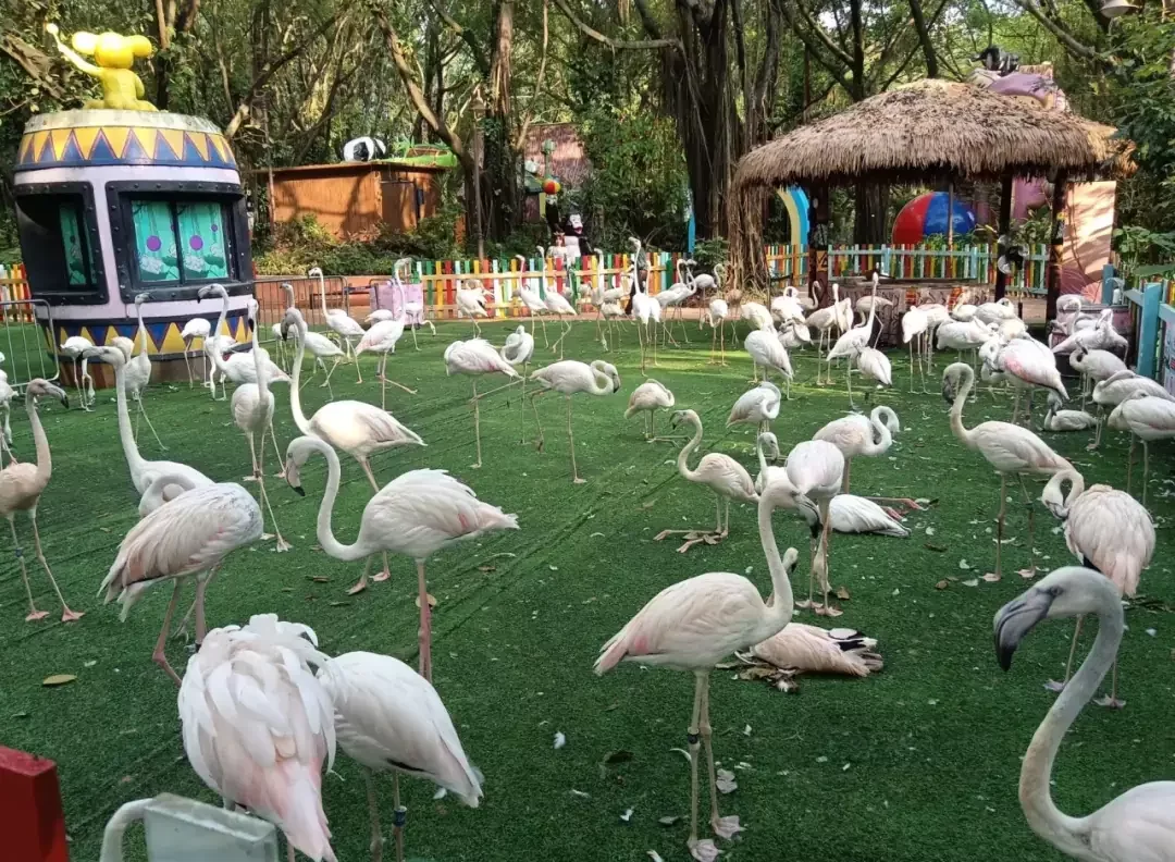 Flamingo pond at Guangzhou Zoo