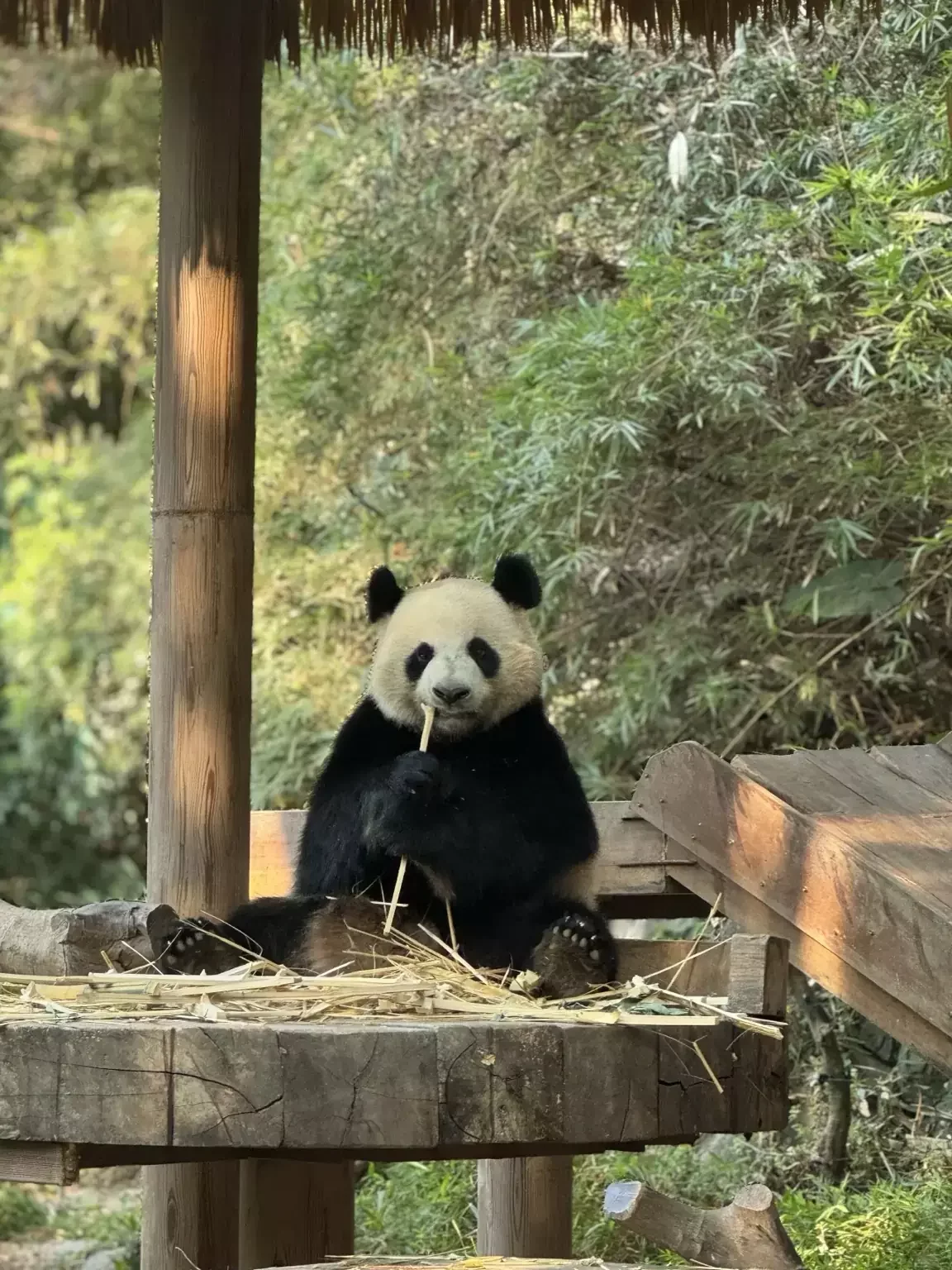 Giant panda eating bamboo at Guangzhou Zoo