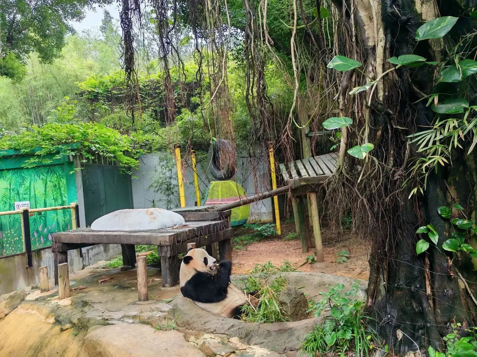 Giant panda habitat at Guangzhou Zoo